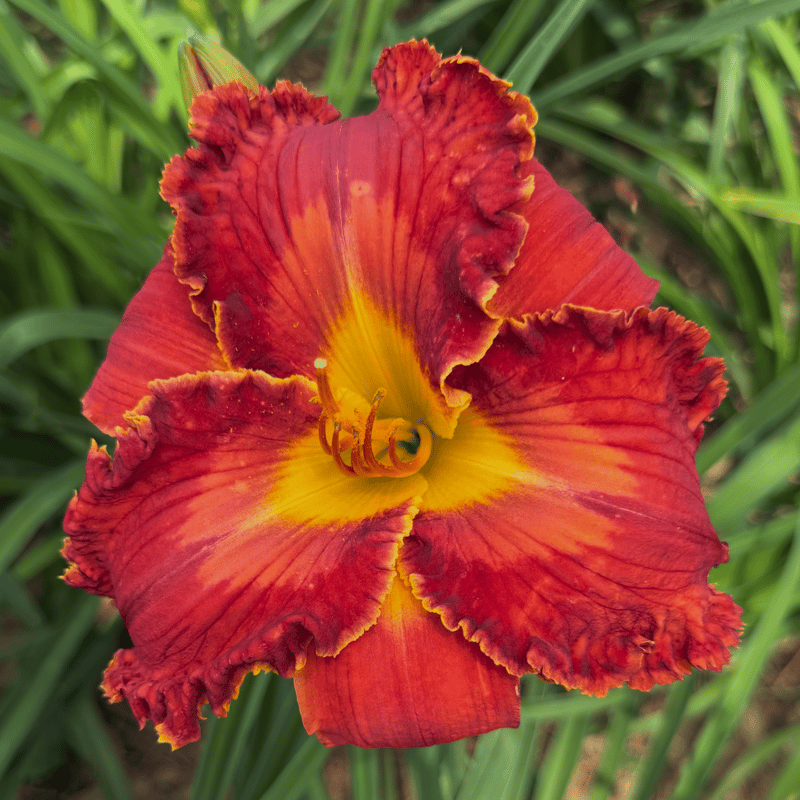 Spacecoast Crimson Icon from RollingOaksDaylilies