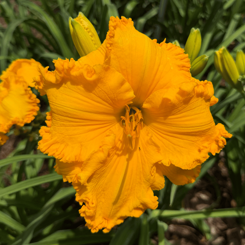 Spacecoast Cheddar Fang daylily bloom