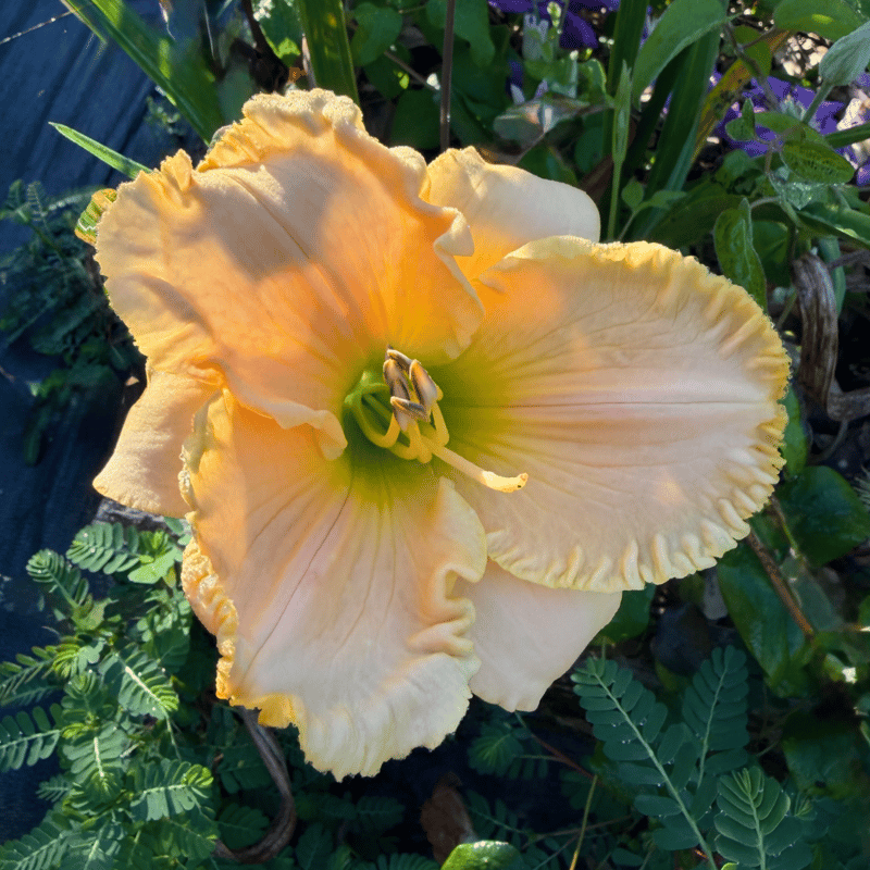 Back Seat Promises from RollingOaksDaylilies