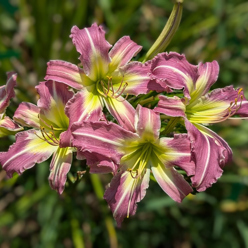 Ocean Depths from Haley_Springs_Farm