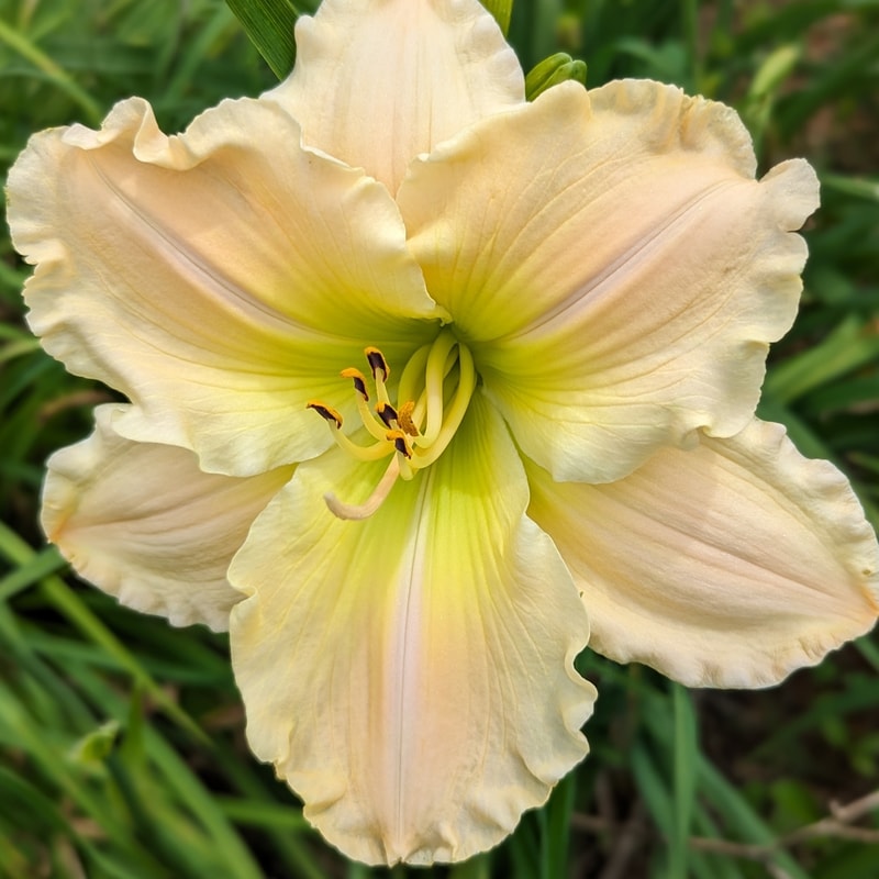 Rainbow Radiance from Haley_Springs_Farm