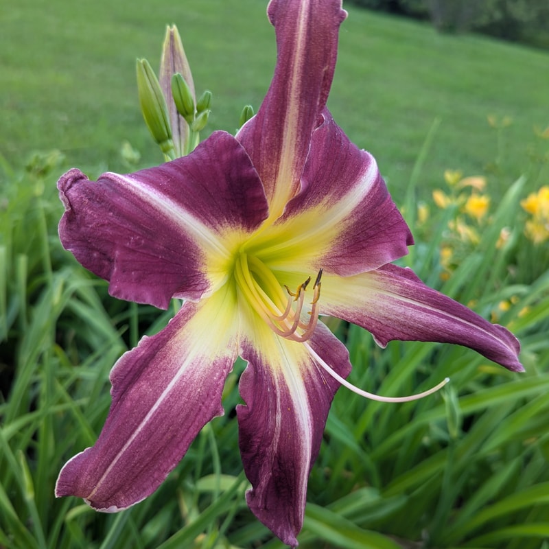 Peacock Maiden from Haley_Springs_Farm