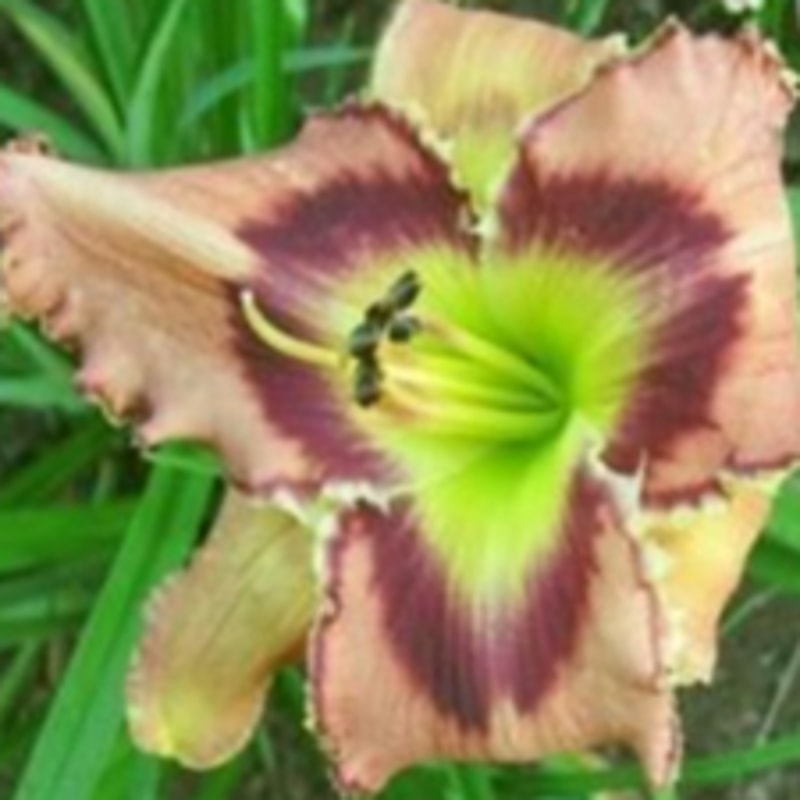 50 SHADES OF BROWN from starcrossedseeds