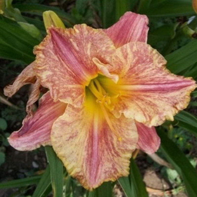 LONG AGO IN A GALAXY FAR  FAR AWAY from starcrossedseeds