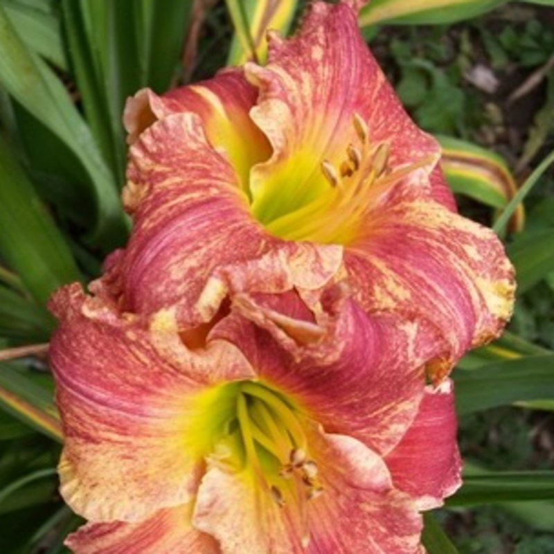 LONG AGO IN A GALAXY FAR  FAR AWAY from starcrossedseeds