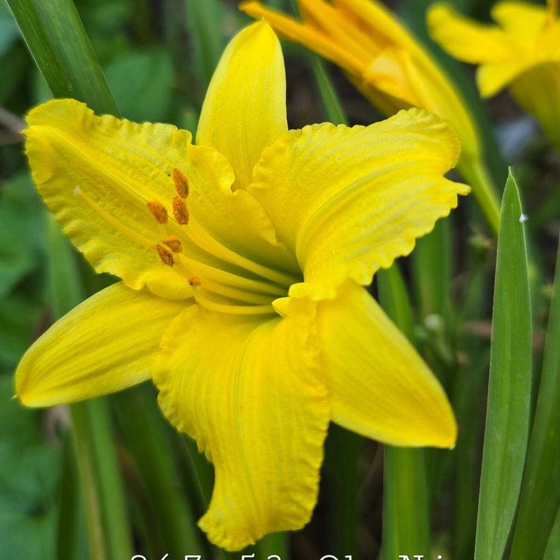867-53 Oh Nine daylily bloom