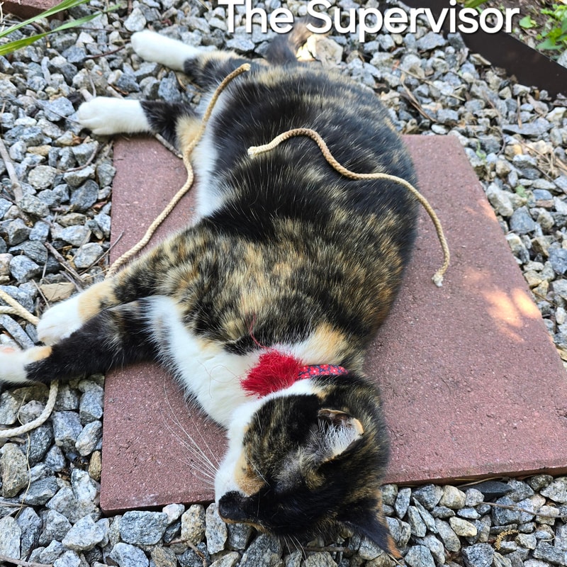 867-53 Oh Nine from PlantFancyGardens