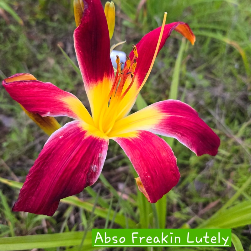 Abso Freakin Lutely daylily bloom