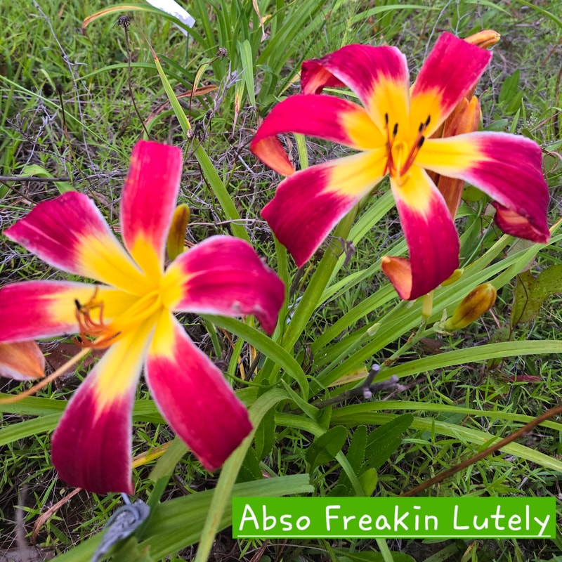 Abso Freakin Lutely from PlantFancyGardens