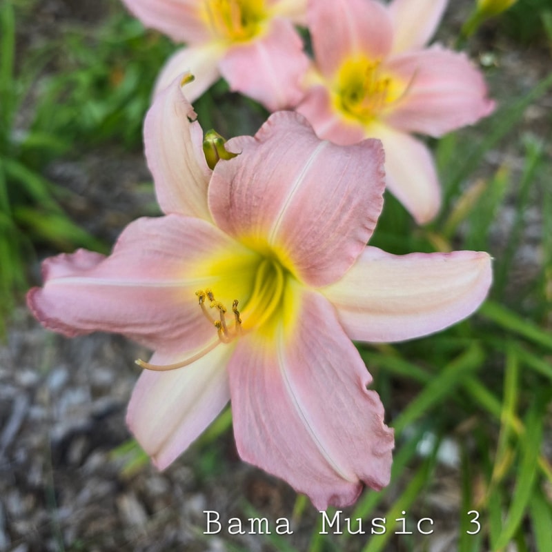 Bama Music daylily bloom