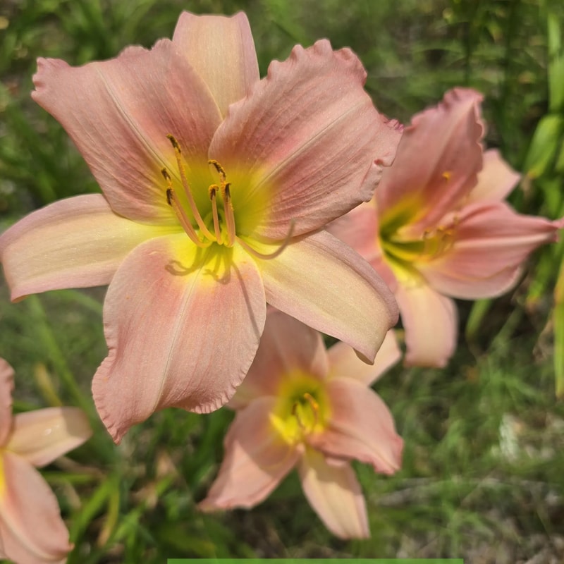 Bama Music from PlantFancyGardens