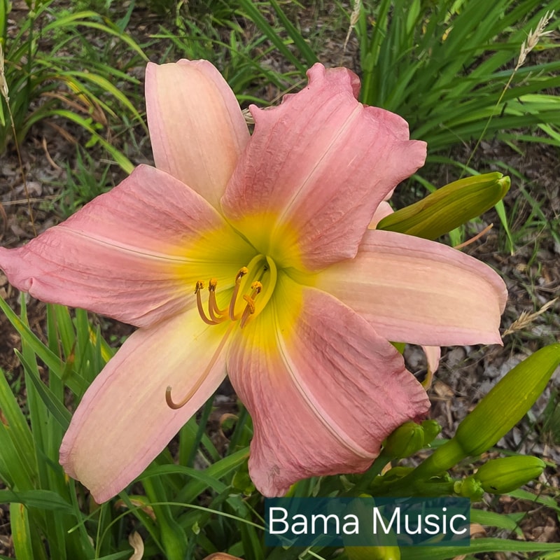Bama Music from PlantFancyGardens