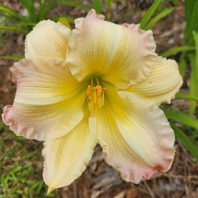 Beautiful Edgings daylily bloom