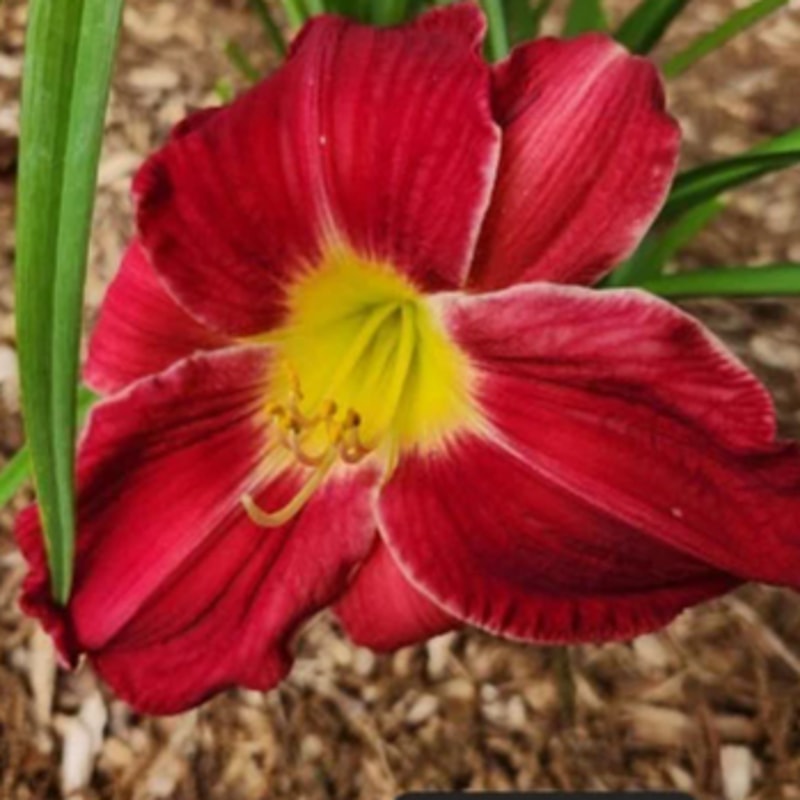 Big Apple daylily bloom