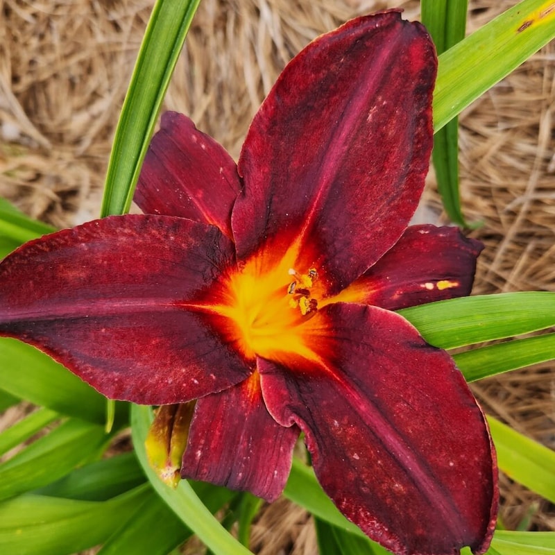 Black Plains daylily bloom