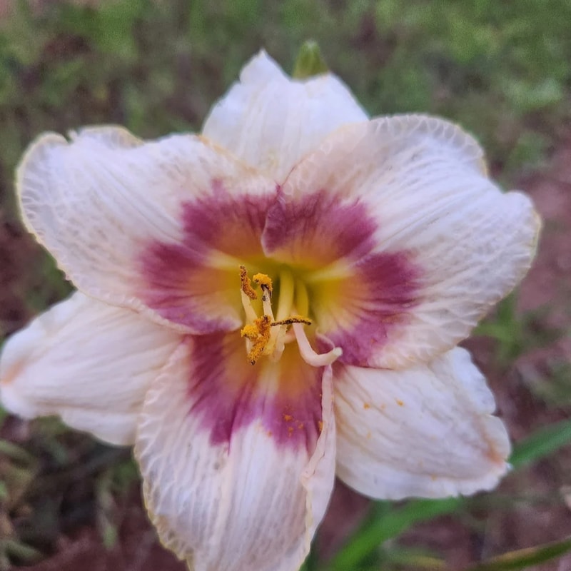 Blueberry Candy from PlantFancyGardens