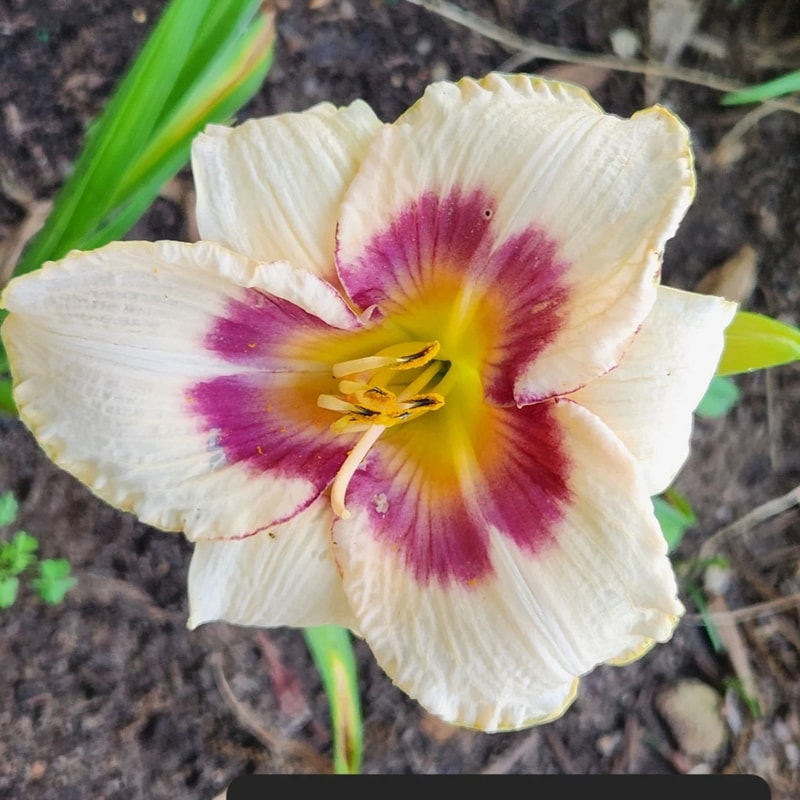 Blueberry Candy from PlantFancyGardens