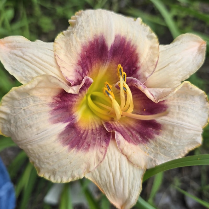 Blueberry Candy daylily bloom