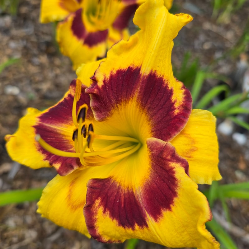 Home Place from PlantFancyGardens