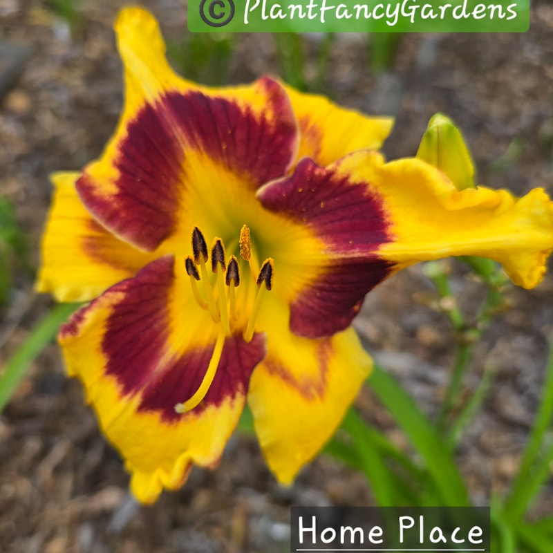 Home Place daylily bloom