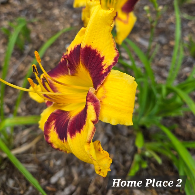 Home Place from PlantFancyGardens