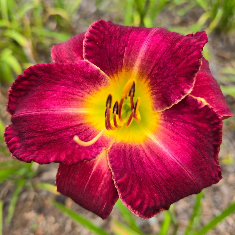 Silk Mystique daylily bloom