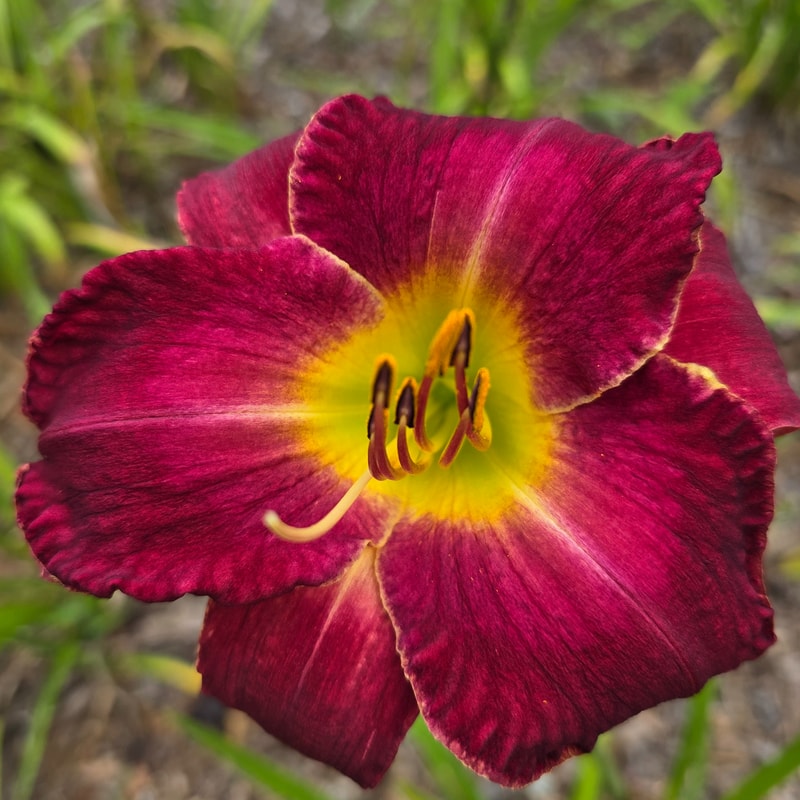 Silk Mystique from PlantFancyGardens