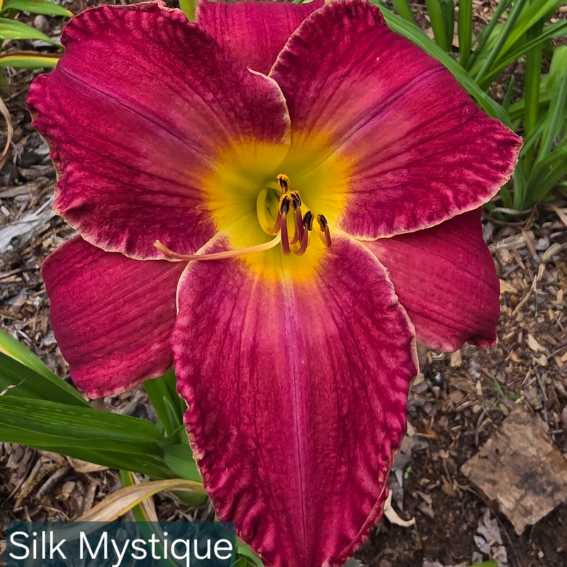 Silk Mystique from PlantFancyGardens