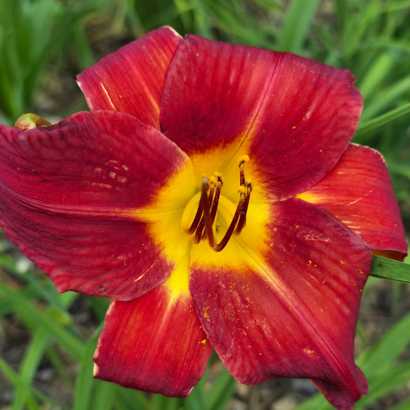 Baja daylily bloom