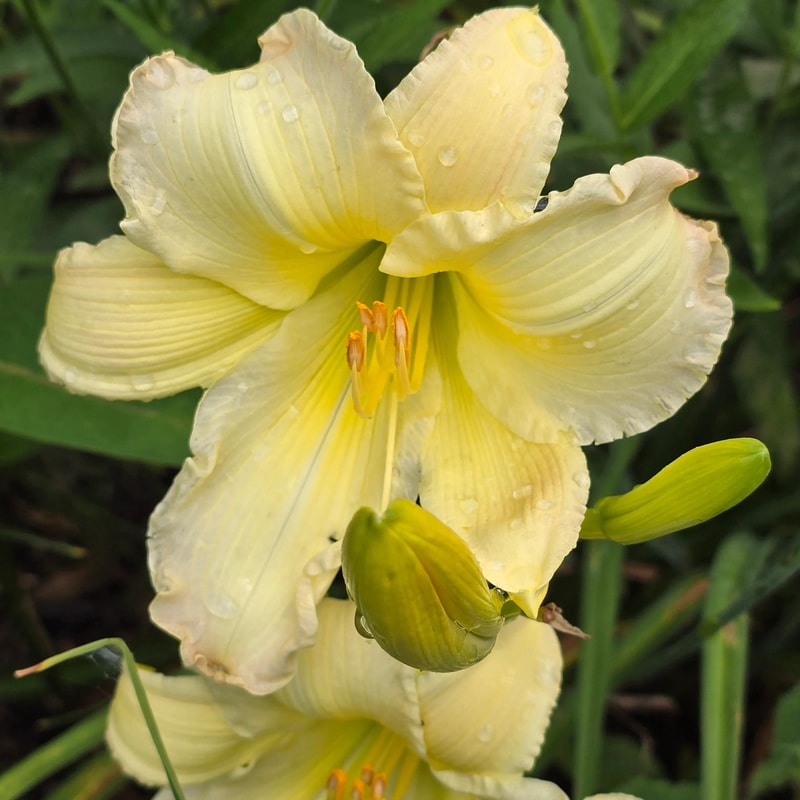 Cameron Quantz from PlantFancyGardens