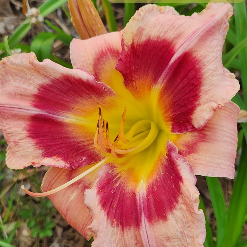 Carnival in Mexico daylily bloom