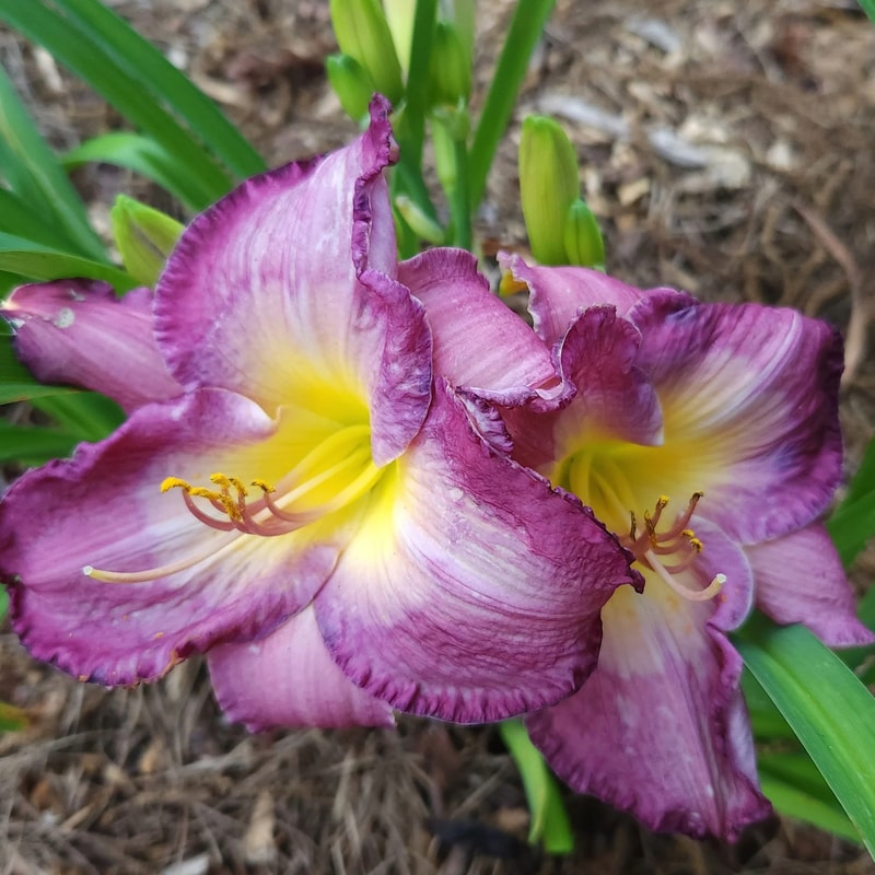 Caroline's Charm daylily bloom