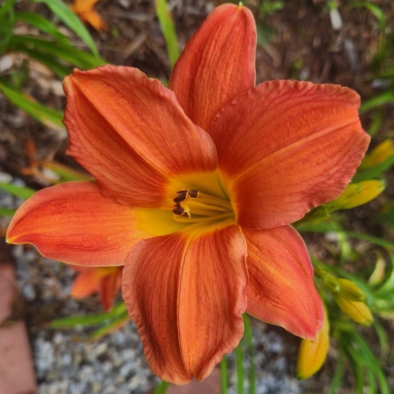 Council Fire daylily bloom