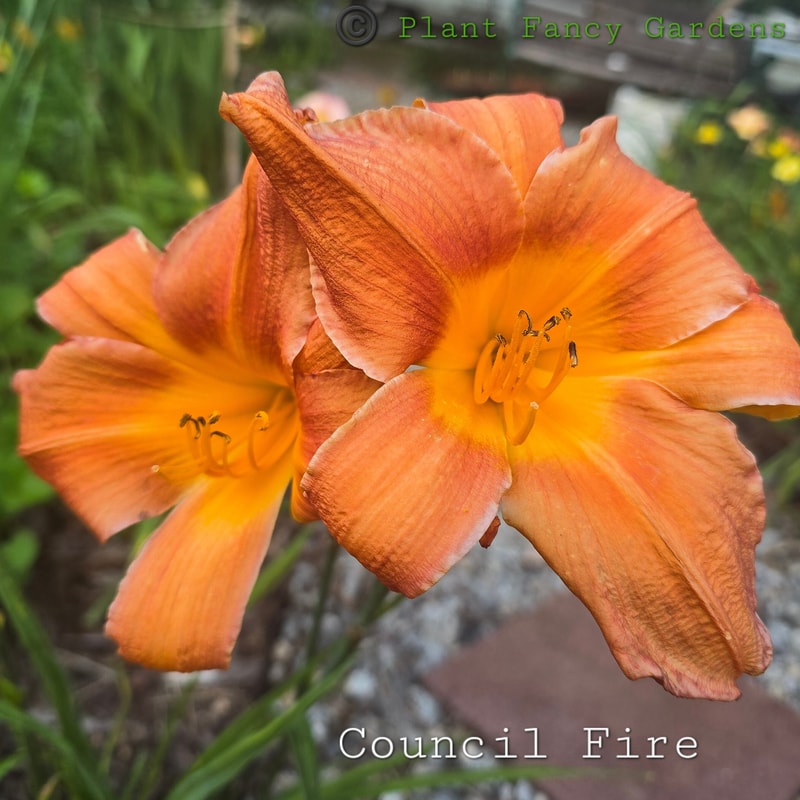 Council Fire from PlantFancyGardens