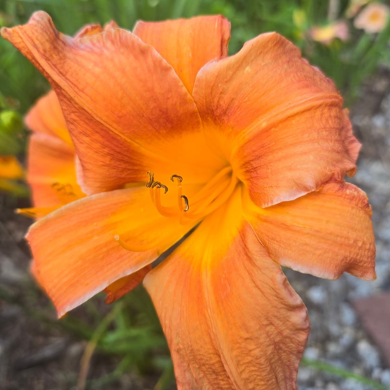 Council Fire from PlantFancyGardens