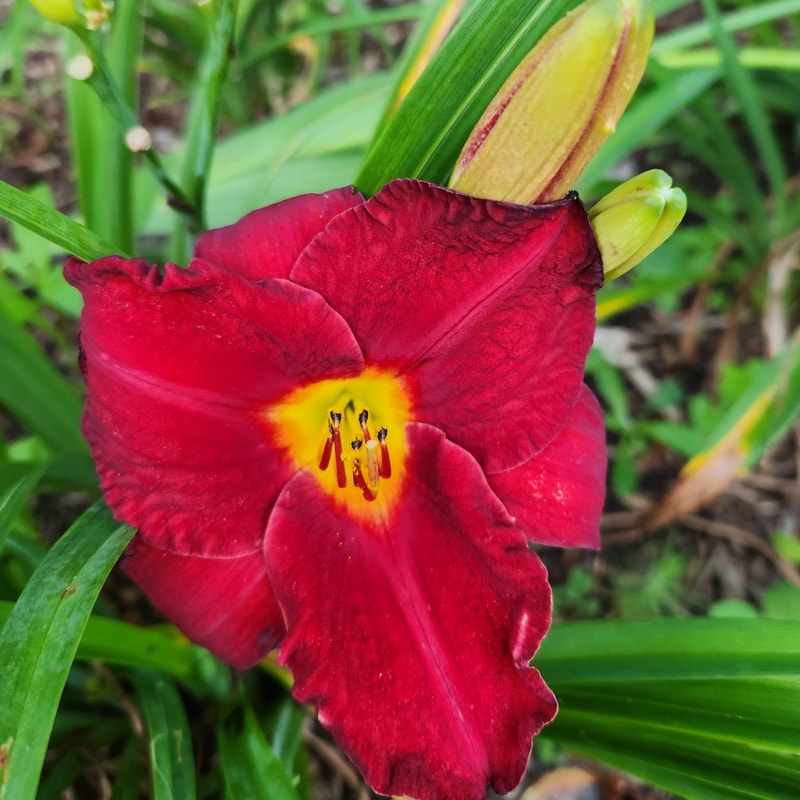 Crimson Shadows from PlantFancyGardens