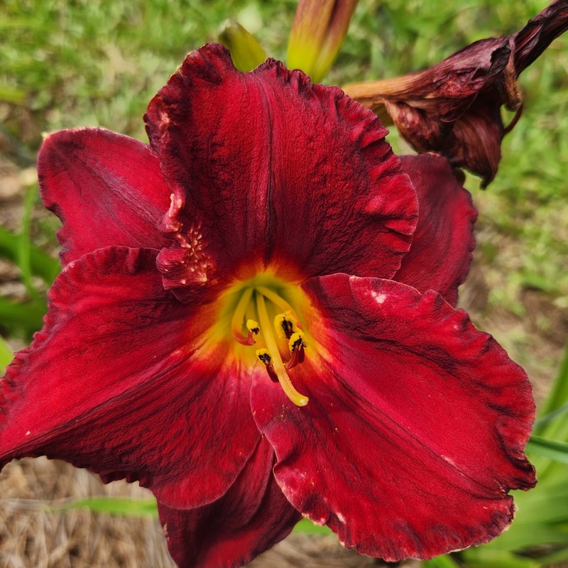 Crimson Shadows daylily bloom