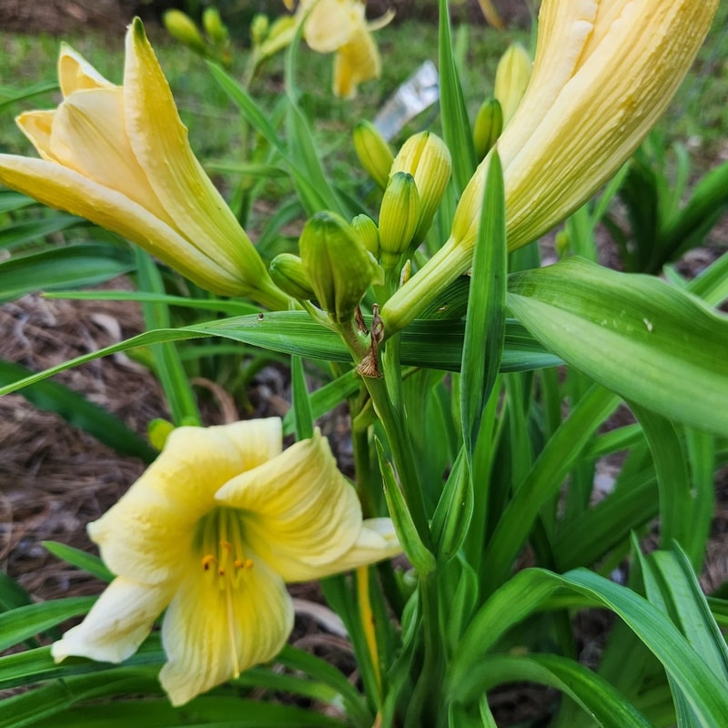 Dancing with Linda from PlantFancyGardens