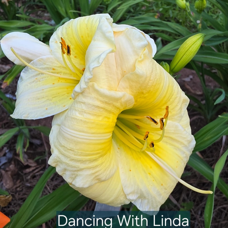 Dancing with Linda