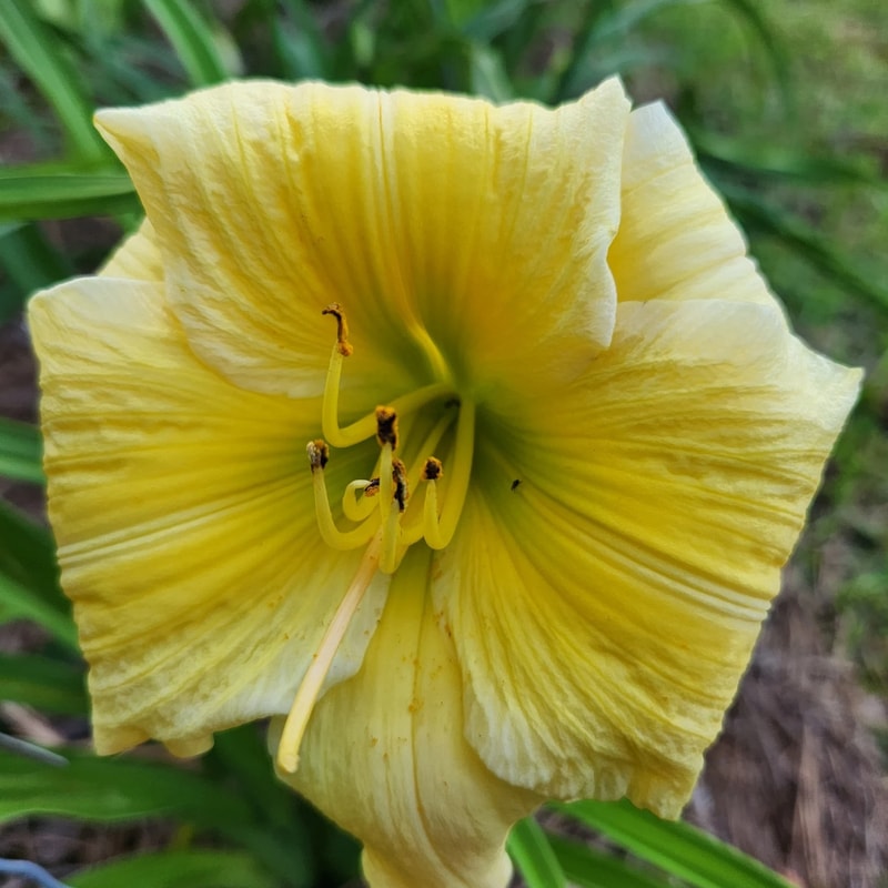 Dancing with Linda daylily bloom