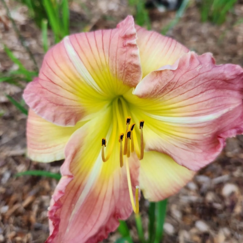Dindi daylily bloom