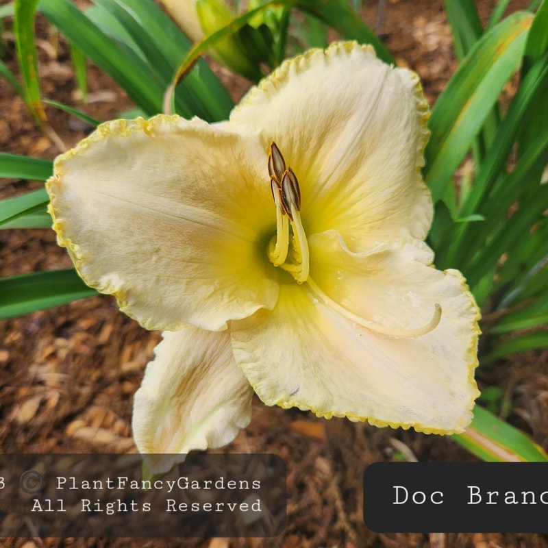 Doc Branch daylily bloom