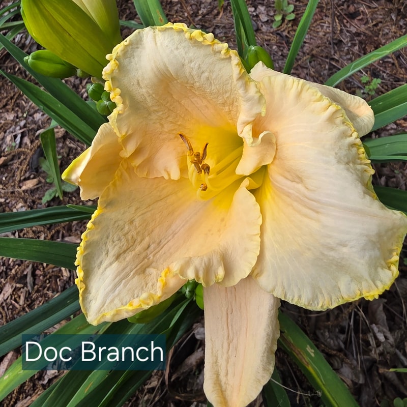 Doc Branch from PlantFancyGardens