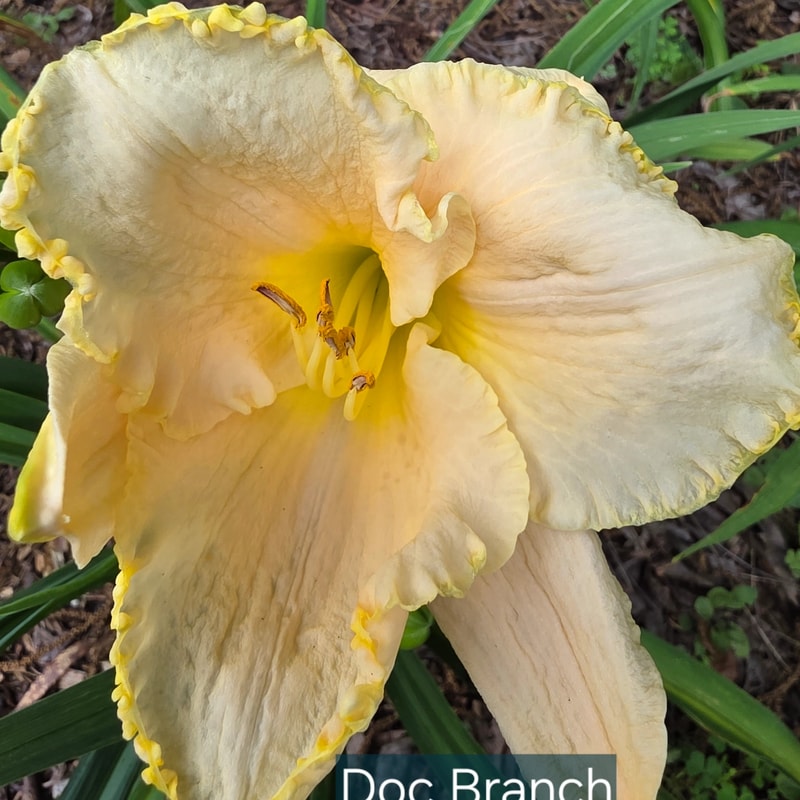 Doc Branch