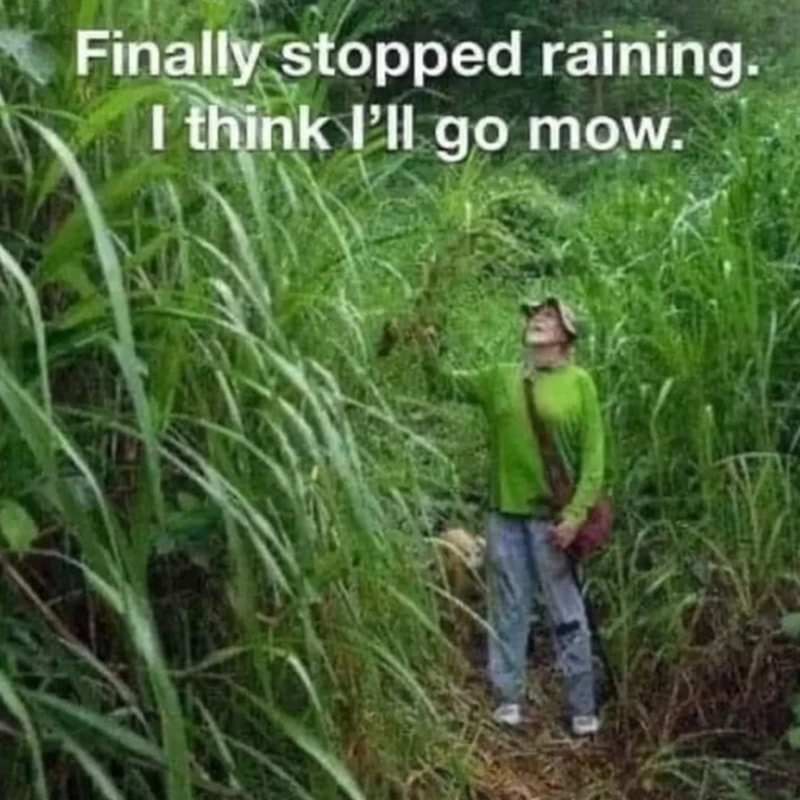 Double Gold from PlantFancyGardens