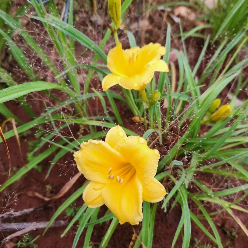 Double Gold daylily bloom