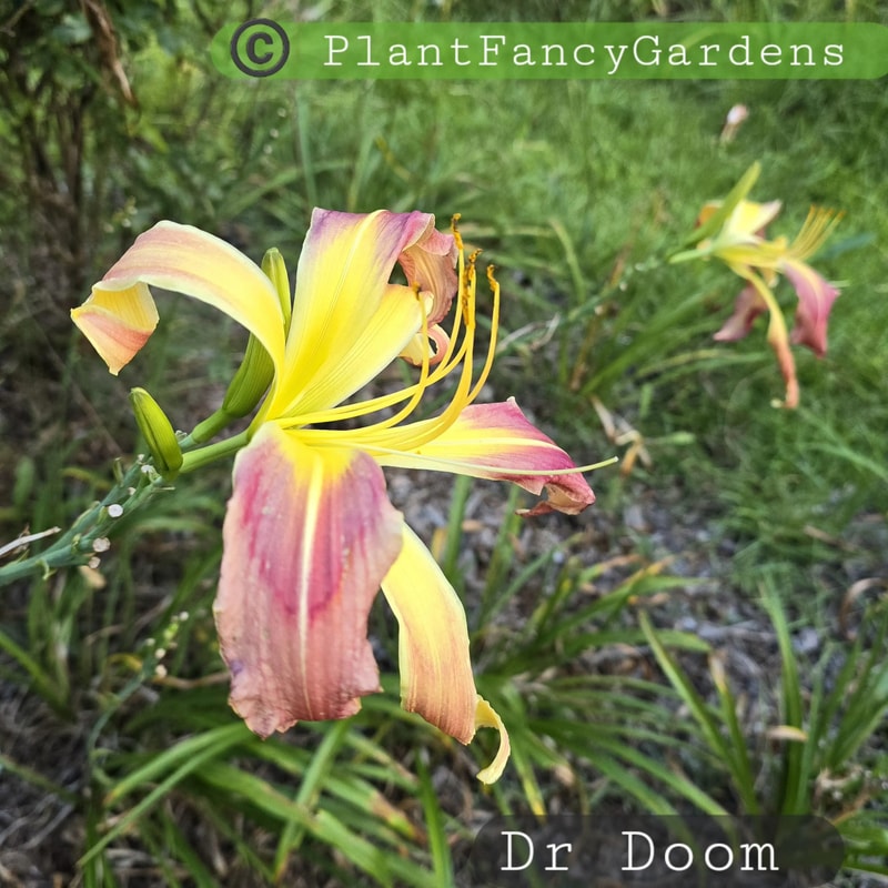 Dr Doom from PlantFancyGardens