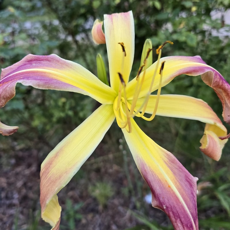 Dr Doom from PlantFancyGardens