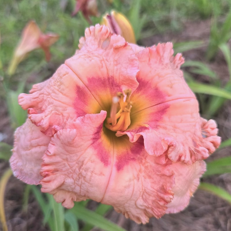 Ever So Softly daylily bloom