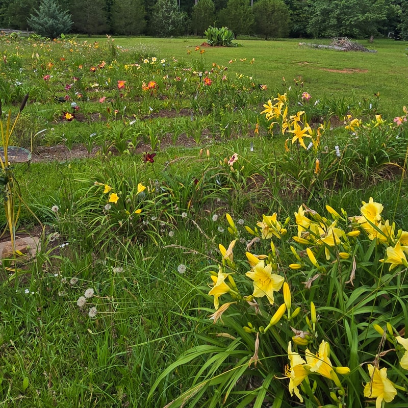 Ever So Softly from PlantFancyGardens